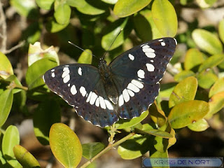 Limenitis reducta - Sylvain azuré - Azuritis reducta 