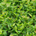 How to replace turf with asiatic jasmine.