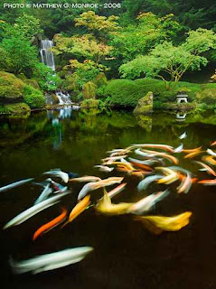 Portland Japanese Garden Koi