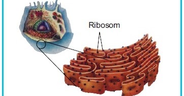 Inilah Struktur dan Fungsi  Retikulum  Endoplasma  Kasar  Halus