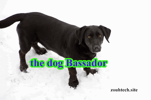 who is the dog Bassador