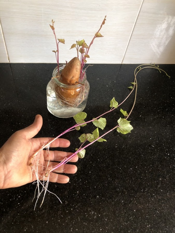 Sweet potato slips are young shoots that emerge from a mature sweet potato. They serve as the primary means of propagating sweet potatoes and play a crucial role in their growth cycle.