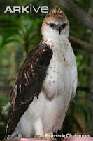 selamatkan burung di indonesia dari kepunahan