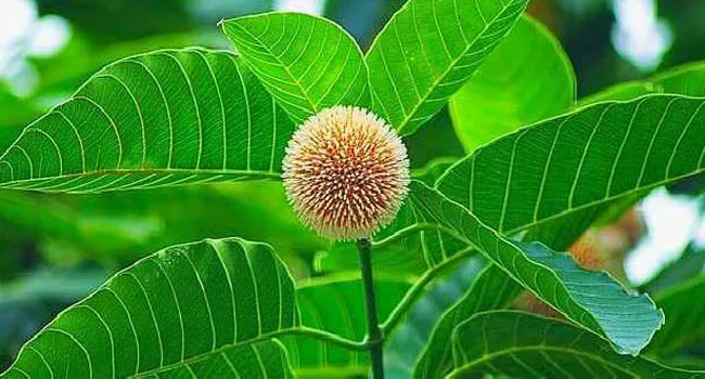 বর্ষার কদম ফুল  - কদম ফুলের ছবি,পিকচার ডাউনলোড - step flower - NeotericIT.com