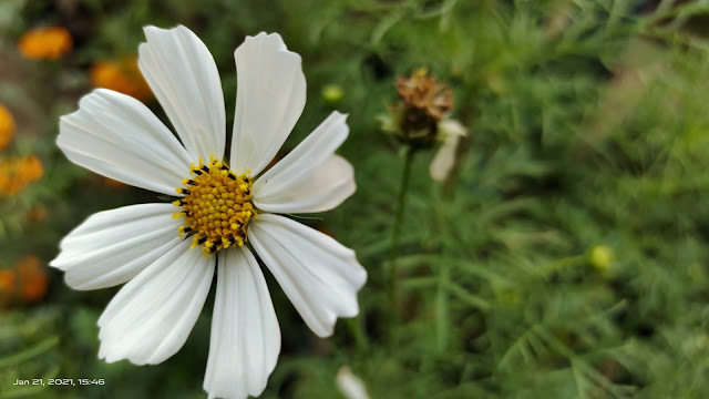 white flower blur wallpaper hd nature background