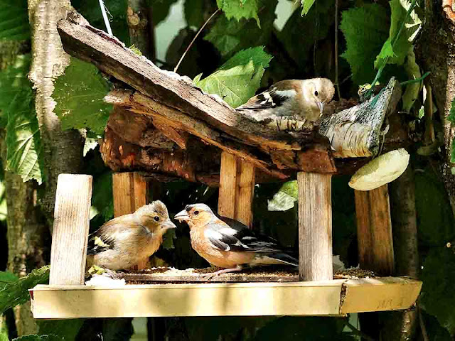 Chaffinch Fringilla coelebs garden сад tree дерево plant цветок flower растение grow выращивание vegetable огород многолетние fruit seeds grass семена berry growing landscaping трава planting gardening perennial посадка cultivation shrub фрукт ягода куст озеленение многолетник овощеводство cадоводство