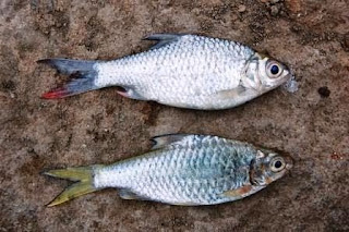 Umpan Ikan Tawes