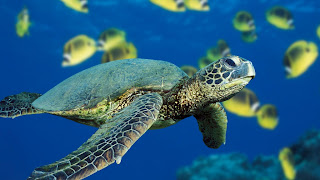 Sea Turtle Wallpaper