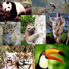 Animales Extinción