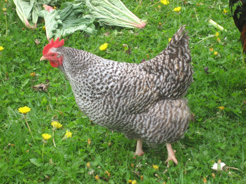 Chicken Scratch Saturday: Cuckoo Marans | The F Files: fibre, farming ...