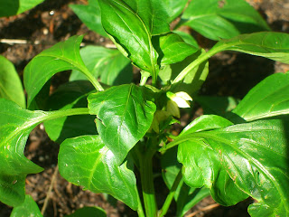 square foot garden, pepper plant