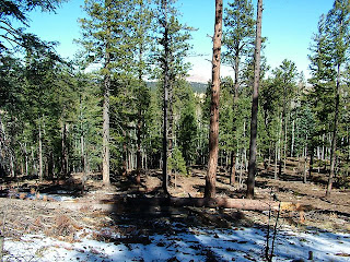 Pine trees for as far as the eye can see