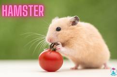 The Ultimate Guide to Caring for Your Hamster