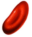 Red blood cell