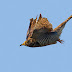 Eurasian Cuckoo - Hepatic Female