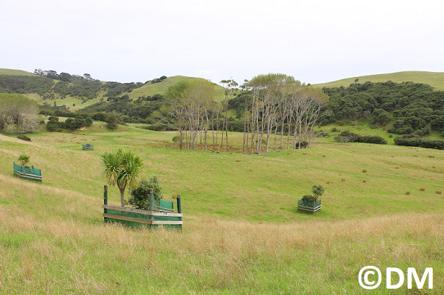 Photo de Te Rau Puriri sur la péninsule sud de Kaipara Harbour Nouvelle-Zélande