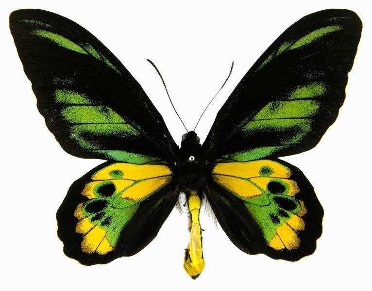  kupu  kupu  langka Ornithoptera rothschildi Kupu  sayap  
