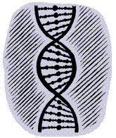 genes clip art