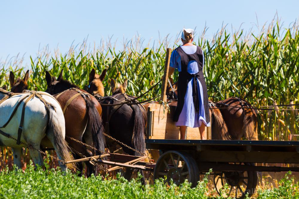 Learn how to live without electricity from the Amish community