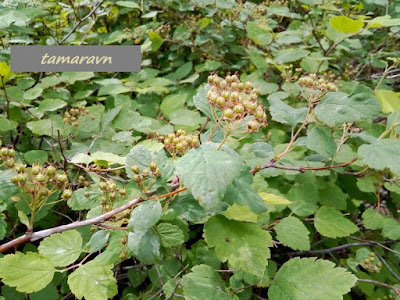 Спирея уссурийская / Таволга уссурийская (Spiraea ussuriensis)