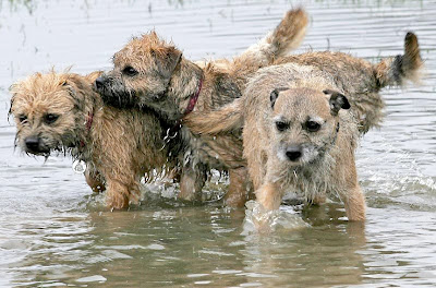 House Training a puppy or adult Border Terrier is such an essential ...