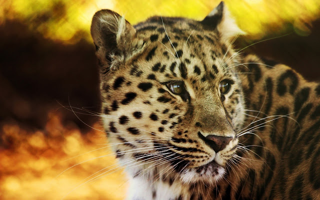 animals_leopard_wallpaper_hd_45