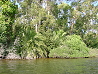 bosco sulle sponde del lago