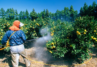 स्लो पाइजन धीरे धीरे हमारे परिवार को बीमारी के दलदल में खीच रहा है more pesticide means poising fruits and vegetables