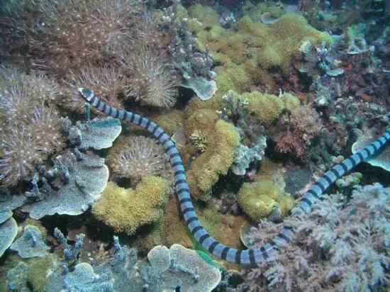 Belcher’s Sea Snake