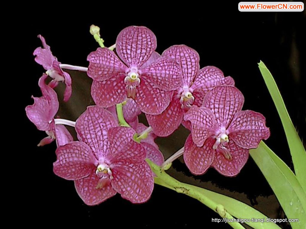 兰花 花:hua-09020512040441