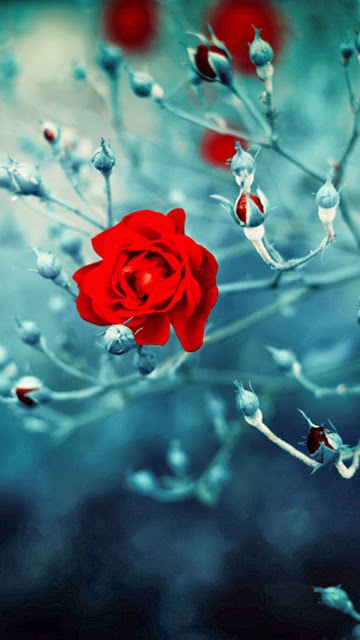 صورة