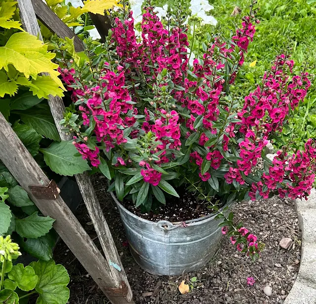 Photo of an Angelonia in a galvanized bucket.
