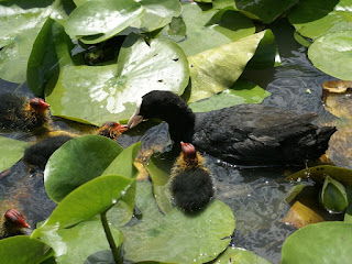 Fulica atra - Foulque macroule 