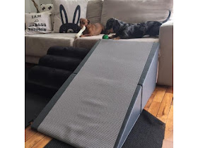 rampa para cães dachshund