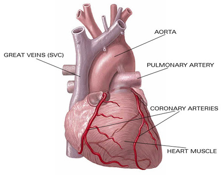 Keperawatan Kebidanan Ilmu Kesehatan gambar  anatomi jantung 
