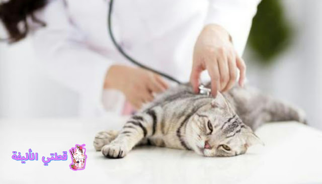 الأمراض حيوانية المنشأ: ما الذي يمكنني إلتقاطه من قطتي؟