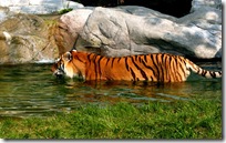 animal wallpapers (7)