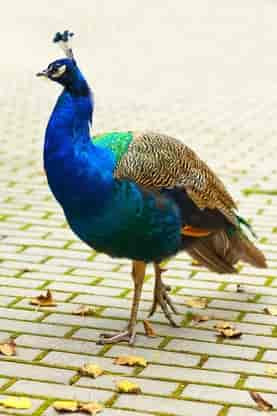 Female Peacock