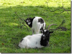 levens hall park goats 3