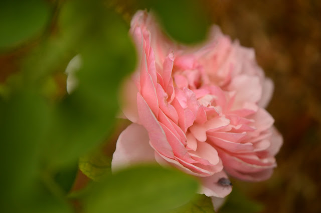 rose St. Swithun, David Austin roses, small sunny garden, amy myers photography, desert garden