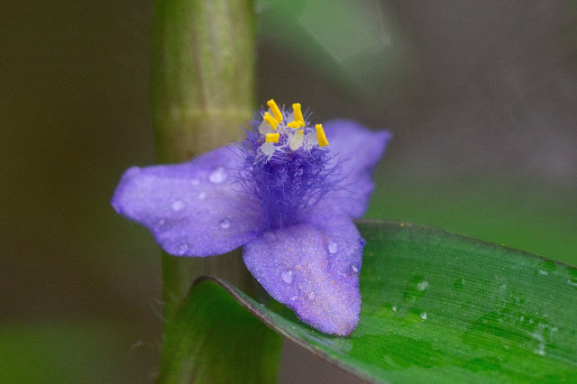 Cyanotis axillaris