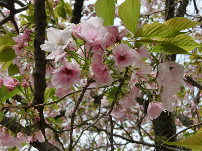 極楽寺の八重一重咲分桜 御車返し 桐ヶ谷桜