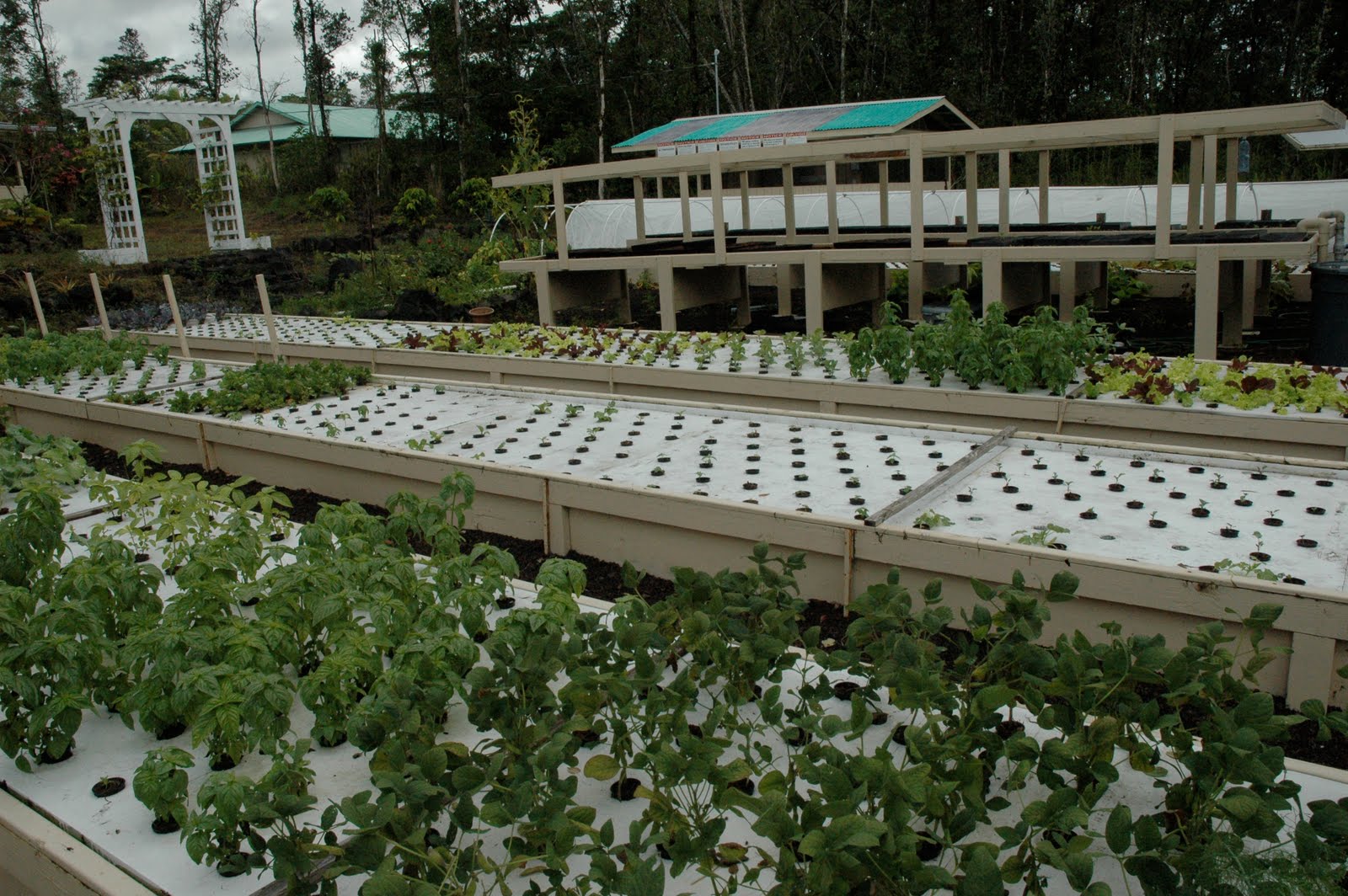 Aquaponic Farms : Five Things To Feel About When Building ...