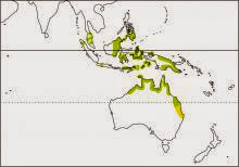 little bronze cuckoo Chalcites minutillus