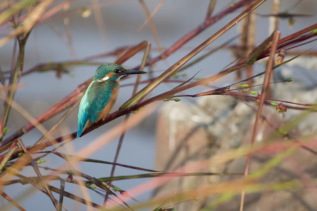 Common Kingfisher (Alcedo atthis ssp. A. a. bengalensis) Taken on October 2022  Location: Sanjivini Nagar, Jabalpur, India (Latitude: 23.169571, Longitude: 79.895636)
