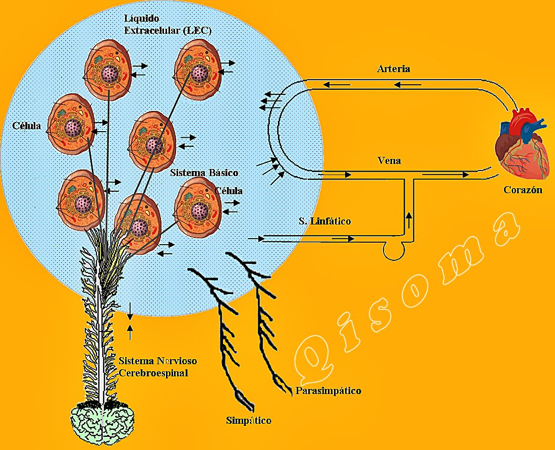 extracelular