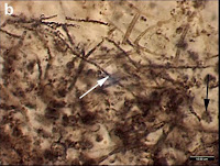 http://sciencythoughts.blogspot.co.uk/2015/04/seeking-earths-earliest-fossils.html