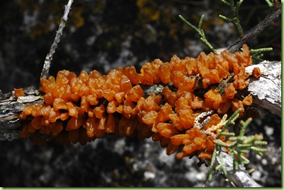 DSC_1971