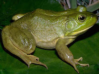 Bullfrog Animal Pictures