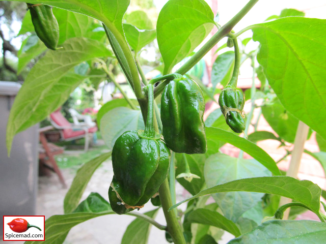 Chocolate Habanero - 9th August 2020